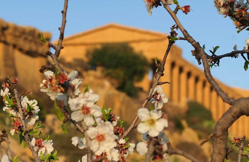 Sagra del Mandorlo in Fiore nel 2025