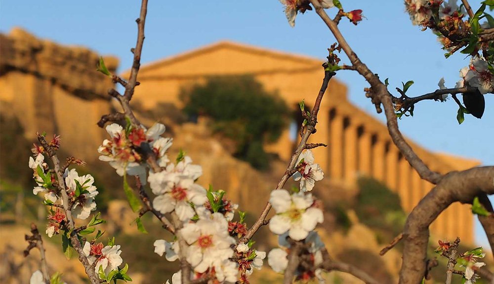 Sagra del Mandorlo in Fiore nel 2025