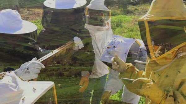 Siccità, via libera al pagamento dei ristori per l’apicoltura