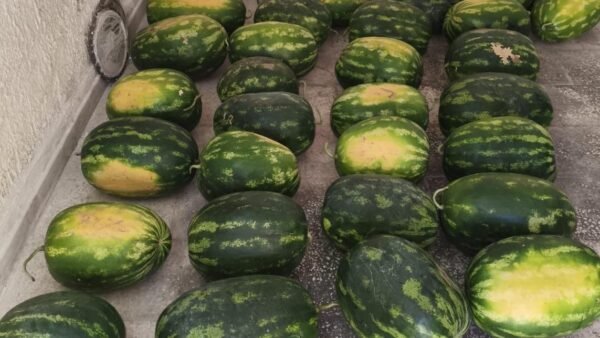 Lotta all’abusivismo, sequestrati 800 chili di angurie a Mazara