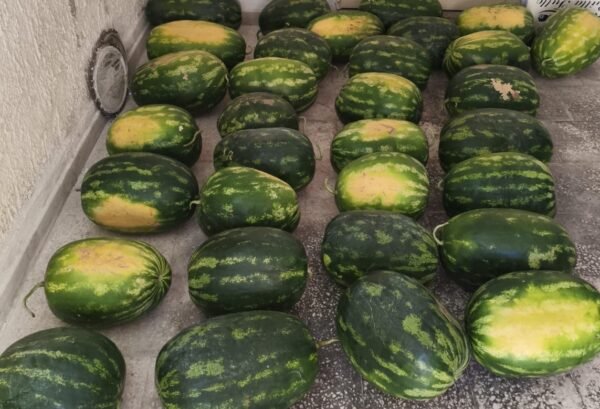 Lotta all’abusivismo, sequestrati 800 chili di angurie a Mazara