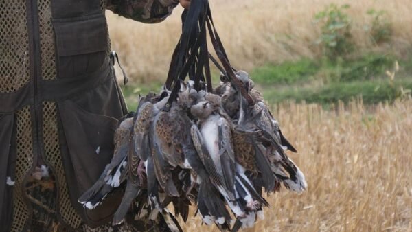 Il WWF Italia lancia la petizione “Stop Caccia Selvaggia”