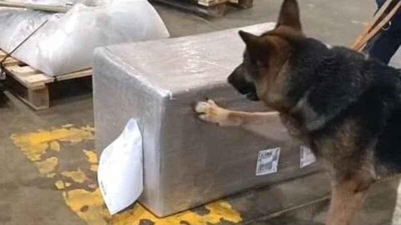 Catania. La guardia di finanza sequestra dodici chili di “skunk”