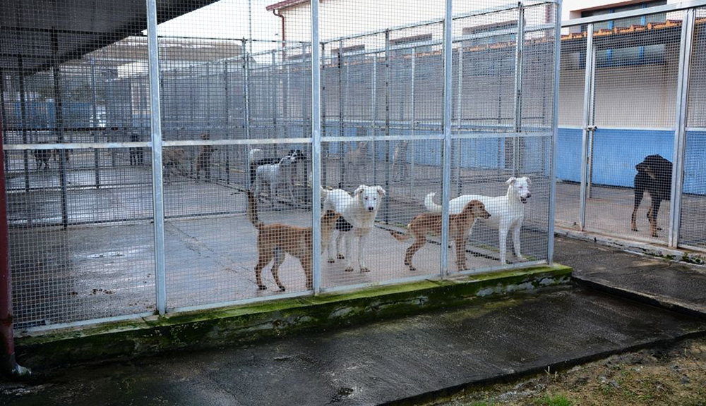 Cani all’interno di un rifugio sanitario comunale, ospitati in recinti metallici, in attesa di adozione o identificazione.