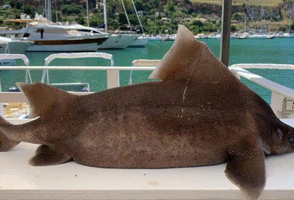 Rinvenuto un “pesce porco” a largo di Castellammare del Golfo