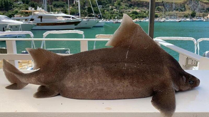 Rinvenuto un “pesce porco” a largo di Castellammare del Golfo