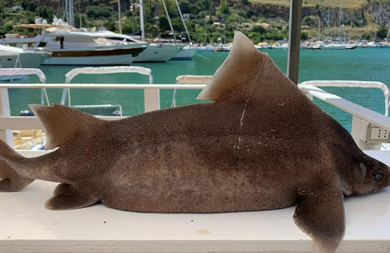 Rinvenuto un “pesce porco” a largo di Castellammare del Golfo