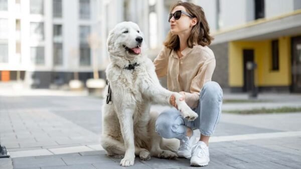 Assicurazioni per gli animali domestici: tutela e fattori in esame