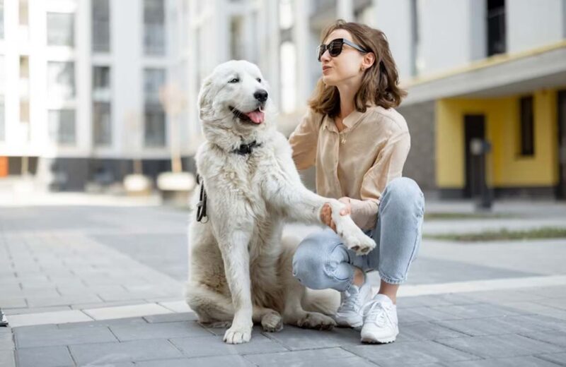 Donna accovacciata accanto a un cane bianco di grossa taglia che le dà la zampa, in un contesto urbano.
