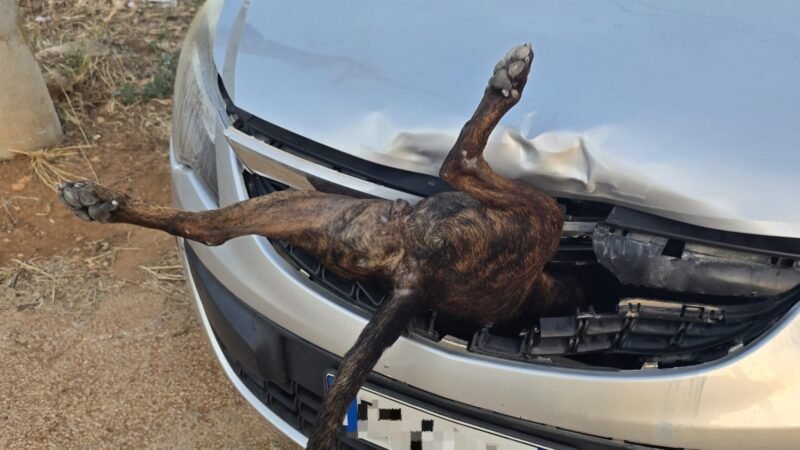 Castelvetrano. Cane caduto da un furgone in corsa, AIDDA presenta esposto