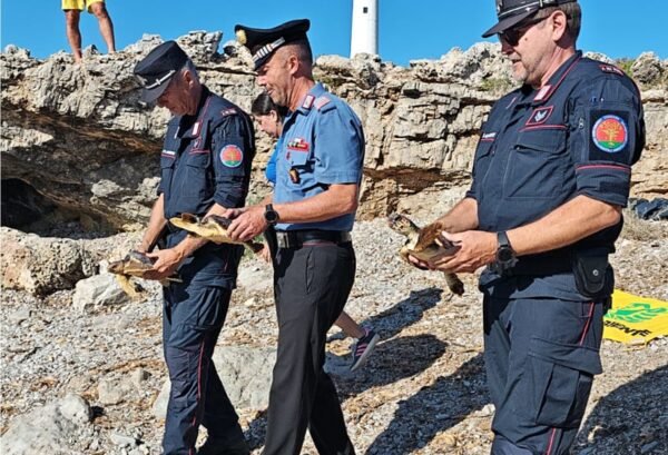 Egadi: restituite al mare tre tartarughe salvate dai carabinieri