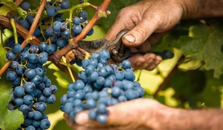 Al via la vendemmia 2025 in Sicilia, qualità in vigna e +20 rese