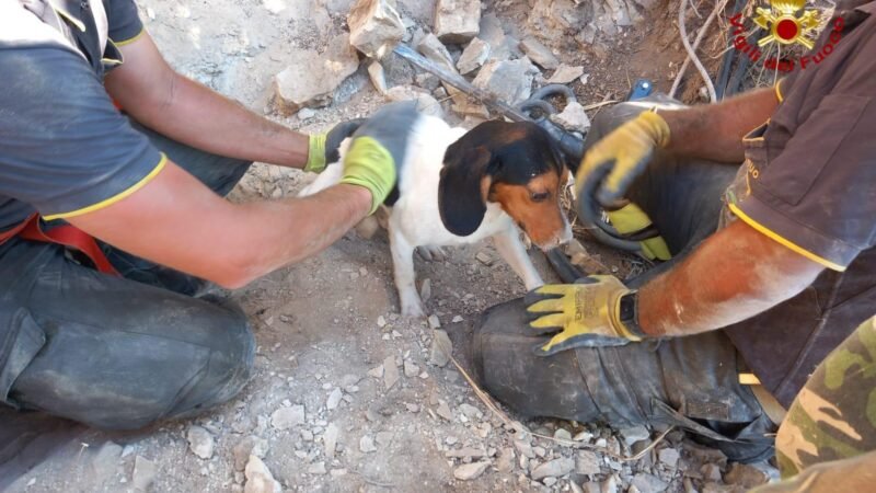 Vigili del fuoco salvano cagnolino finito nella tana di un istrice