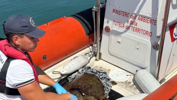 Guardia costiera salva una tartaruga “caretta-caretta” nello specchio di mare dello Zingaro