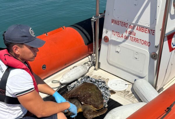 Guardia costiera salva una tartaruga “caretta-caretta” nello specchio di mare dello Zingaro