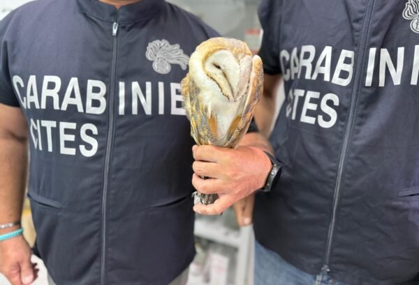 Denunciati due cacciatori per avere cacciato specie protette