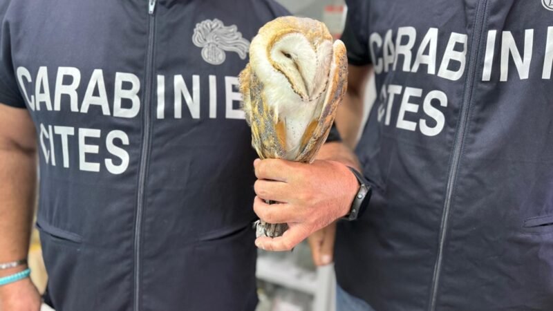 Denunciati due cacciatori per avere cacciato specie protette