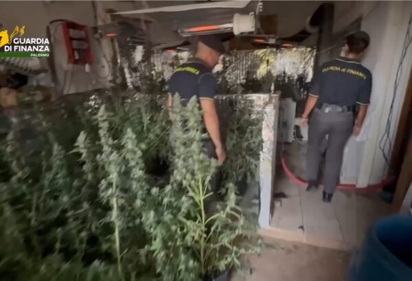I finanzieri del Comando Provinciale di Palermo scoprono piantagione di marijuana