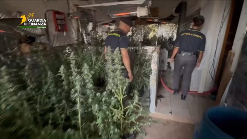 I finanzieri del Comando Provinciale di Palermo scoprono piantagione di marijuana