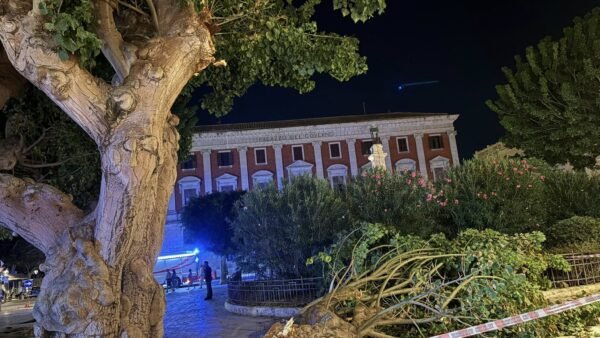 Cede un ramo di Eritrina in Piazza Vittorio Veneto