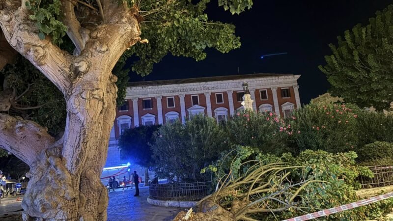 Cede un ramo di Eritrina in Piazza Vittorio Veneto