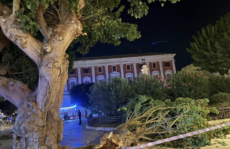 Cede un ramo di Eritrina in Piazza Vittorio Veneto