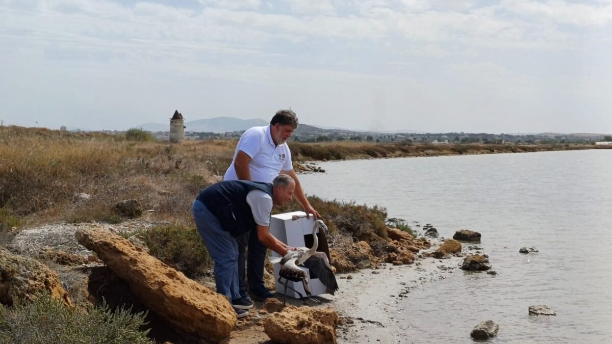 fenicottero liberazione riserva trapani 3