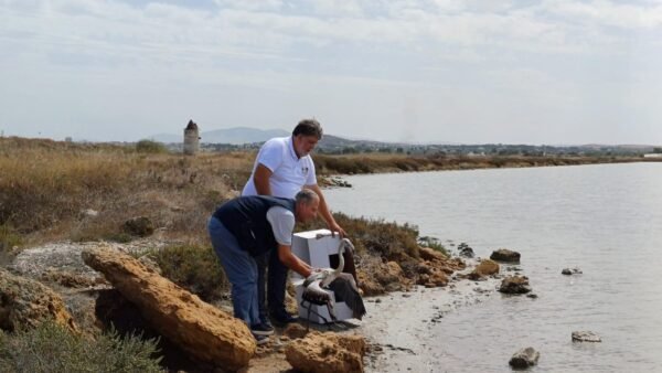 Fenicottero torna libero nella Riserva Naturale delle Saline