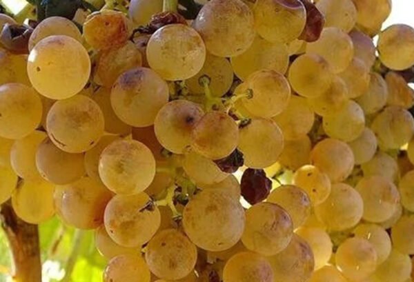 Sequestrati 5mila litri di Zibibbo di Pantelleria privo di certificazioni. Denunciato il titolare di azienda estera