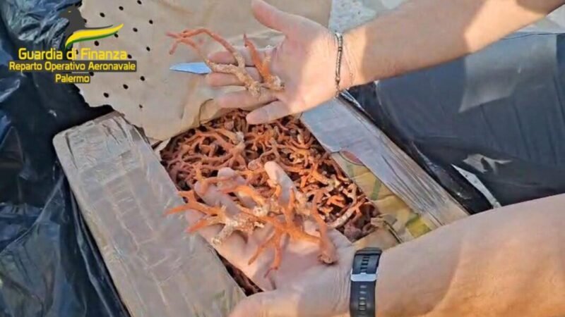 La Guardia di Finanza sequestra 700 chili di corallo a Marettimo, tre trapanesi segnalati alla Procura