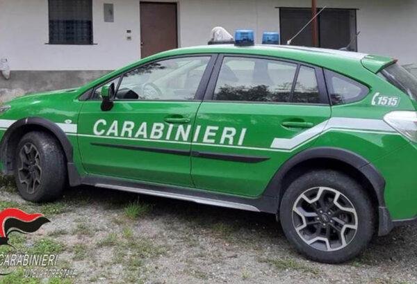 Valderice: macellazione abusiva di ovini, quattro denunce