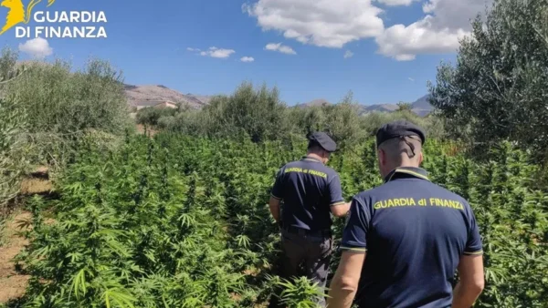 GdF, scoperta a Partinico piantagione marijuana, valore stimato 3 milioni di euro