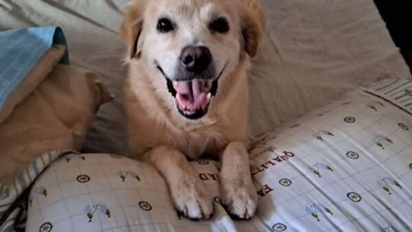 Bianca una meticcia di 12 anni è stata smarrita stamane zona stadio Erice