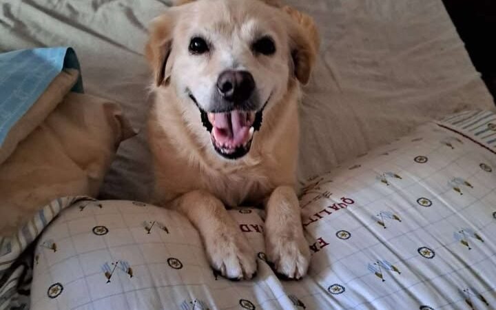 Bianca una meticcia di 12 anni è stata smarrita stamane zona stadio Erice