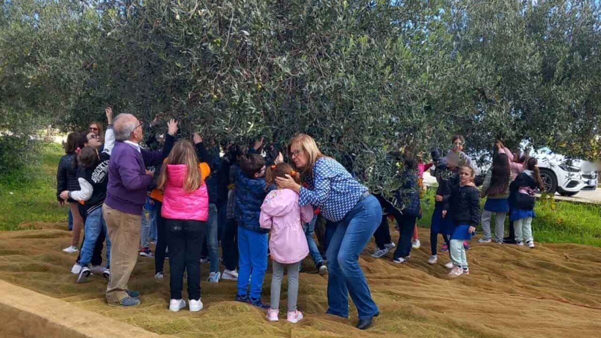 Raccolta olive a Montevago 2