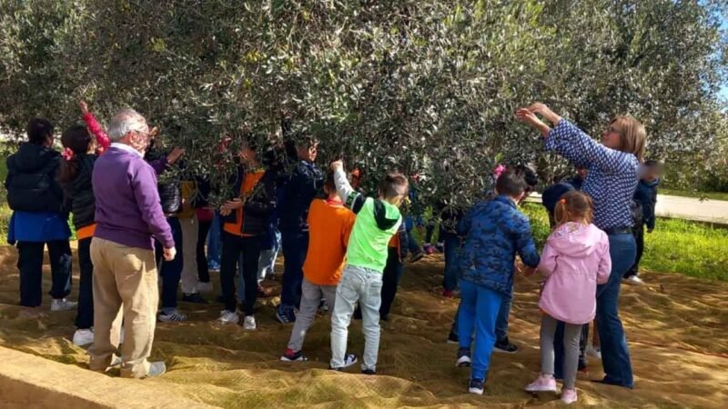 Montevago, alunni protagonisti della raccolta delle olive nei terreni comunali: olio donato alla mensa scolastica