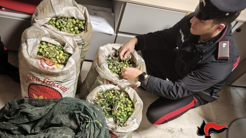 Furti di olive tra Valderice e Misiliscemi