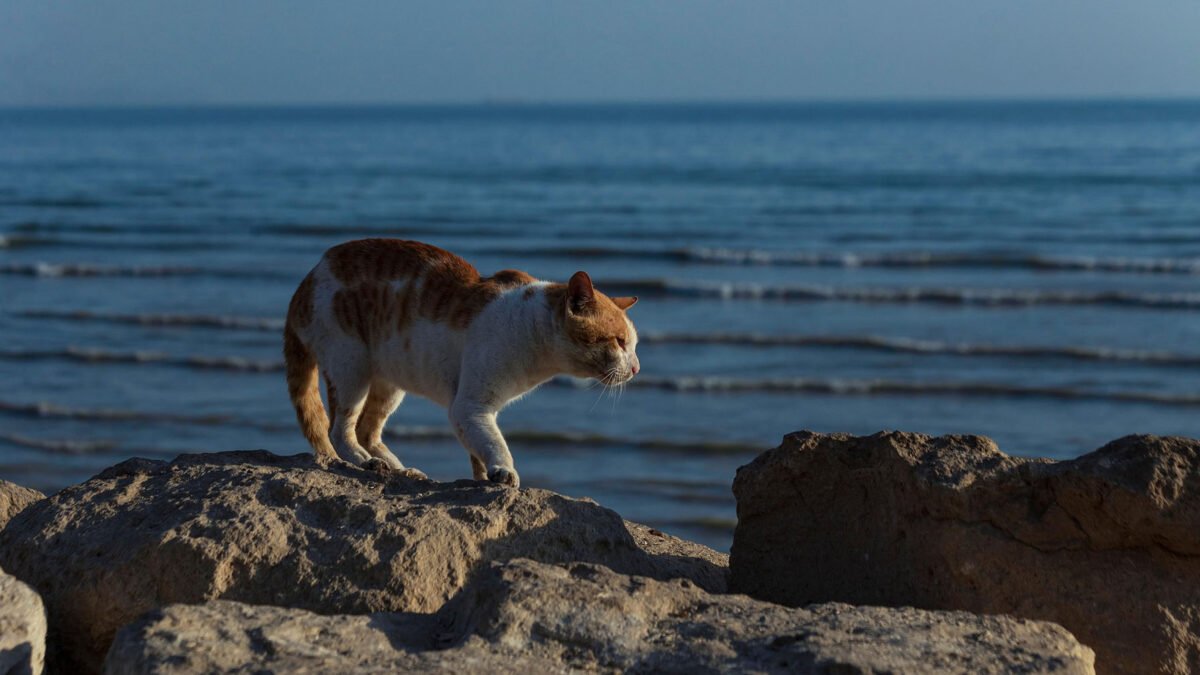 Gatto randagio cammina tra le rocce vicino al mare, simbolo della solitudine e della forza degli animali abbandonati