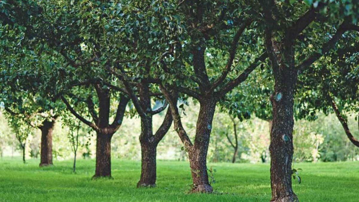 alberi da frutto crescita rapida