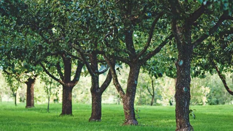 alberi da frutto crescita rapida