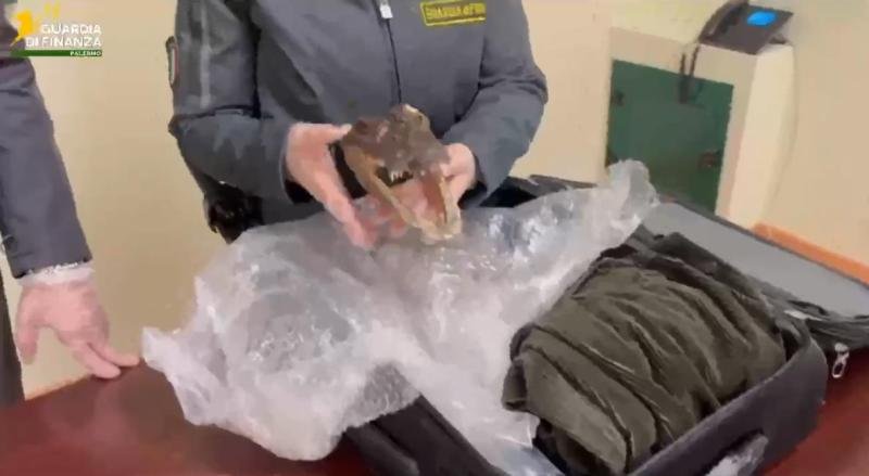 coccodrillo GdF Palermo