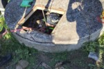 cane pozzo4
